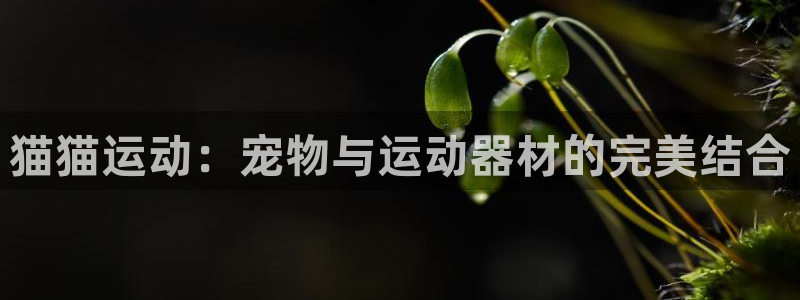 凯捷体育招商电话地址是多少:猫猫运动:宠物与运动器材的完美结